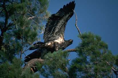 Young eagle in white pine