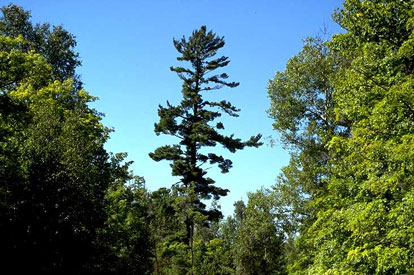 White pine at entrance of Scenic State Park in Minnesota